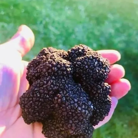 Le Troubadour à Rocamadour