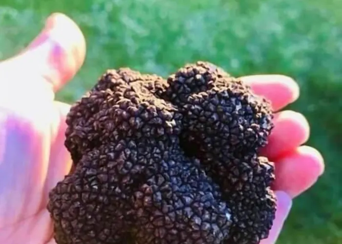 Le Troubadour à Rocamadour